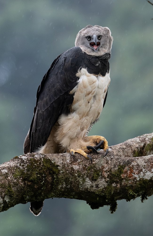 Aguila Harpia - Harpy eagle (1)