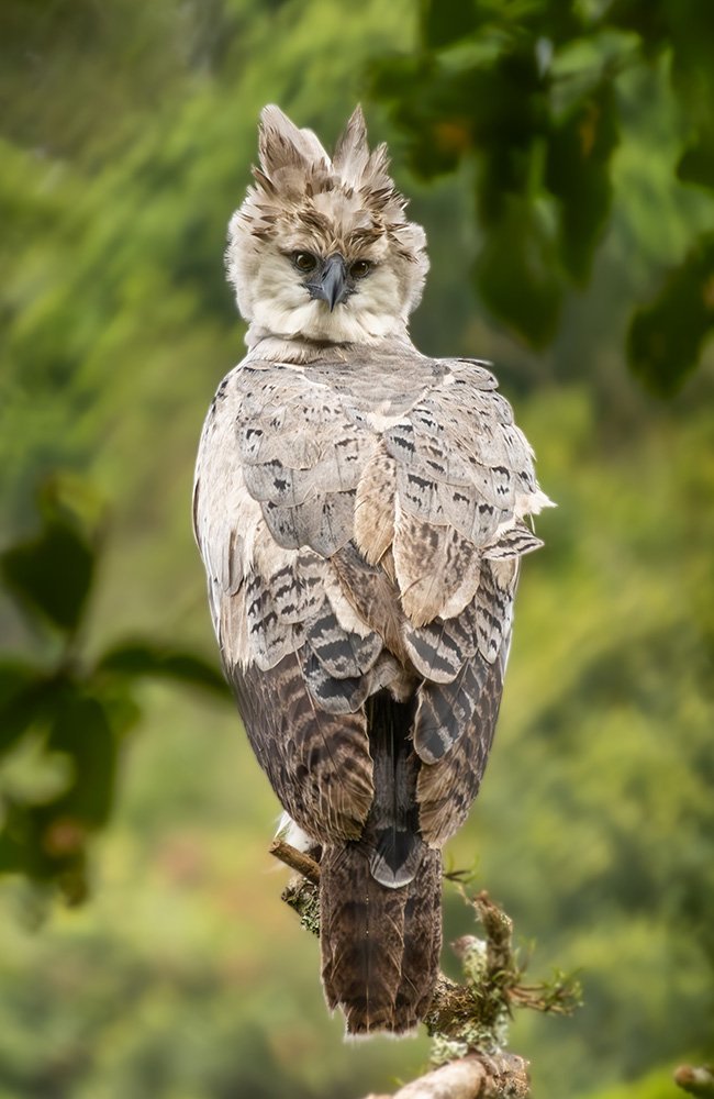 Aguila Harpia - Harpy eagle (2)