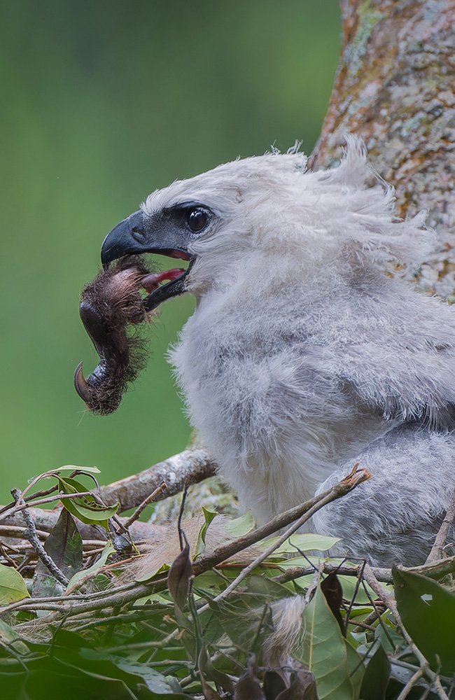 Aguila Harpia - Harpy eagle (3)