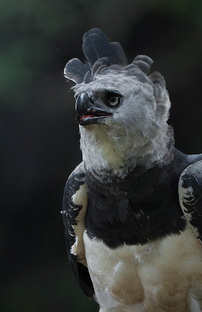 Aguila Harpia - Harpy eagle (4)