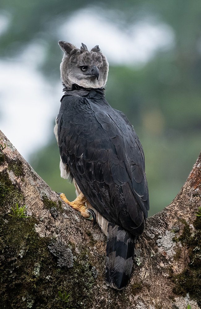 Aguila Harpia - Harpy eagle (5)