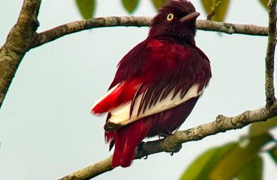 Aves amazonicas (1)