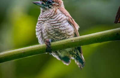 Aves amazonicas (3)